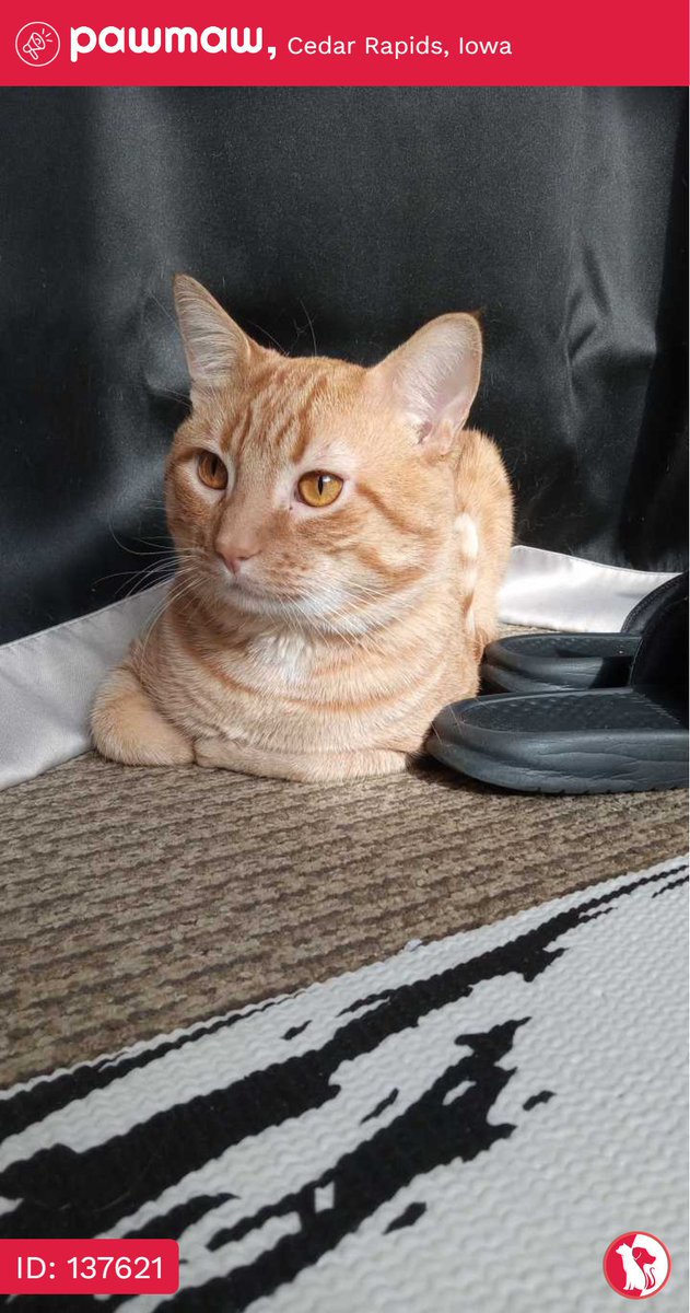 Cheese - Lost Cat in Cedar Rapids, Iowa, 52405

More Details:
pawmaw.com/lost-cheese/13…

#LostPetFlyers #pawmaw
#LostDog #LostPet #MissingDog
#LostCat #FoundDog #FoundPet