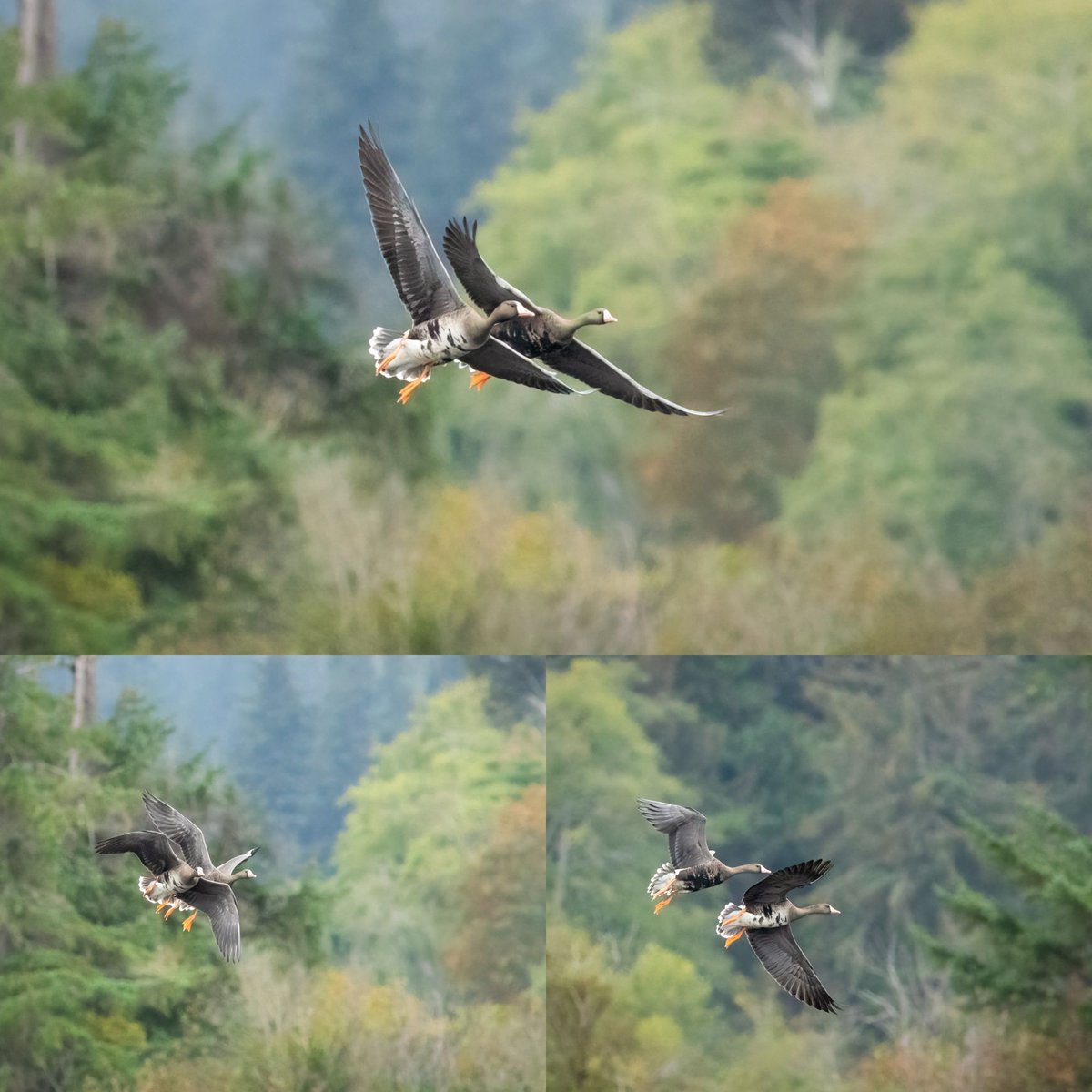 Greater White-Fronted Geese photographed in Campbell River, BC