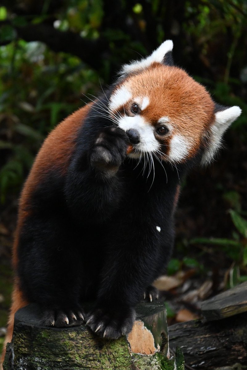 腕にリンゴの食べこぼし付いてるよ(笑)
📷2023.9
#よこはま動物園 
#ズーラシア 
#レッサーパンダ
#まめたろう
#RedPanda