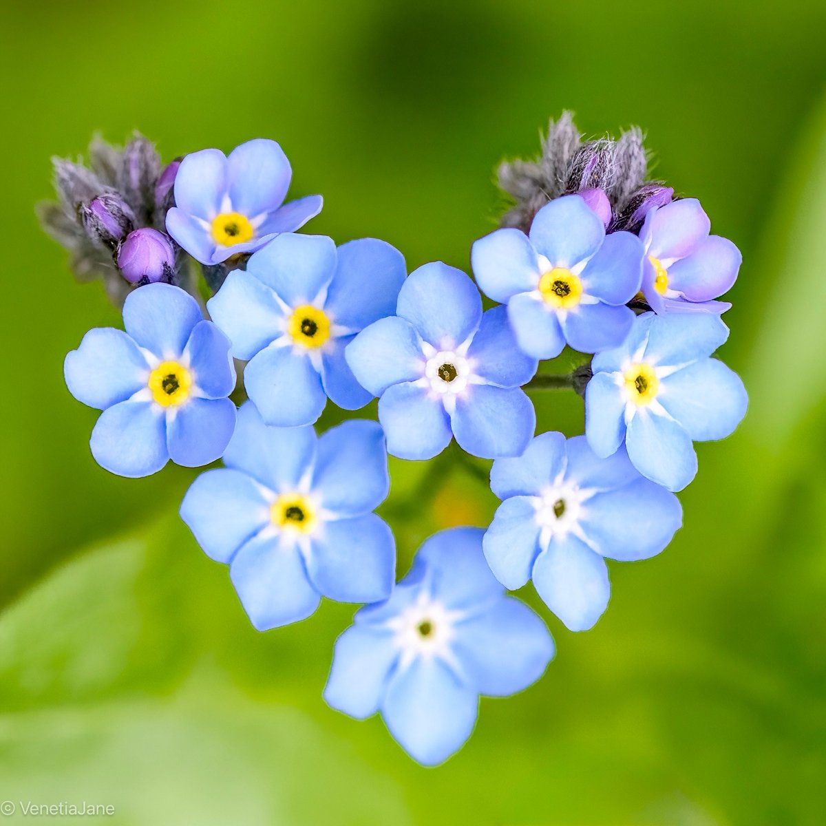 Legend tells that a piece of sky falling to earth caught a spark from a star as it passed. From the place in the grass where the sky landed a tiny blue flower grew, the star's spark shining brightly at its centre. The star whispered to it 'forget-me-not' #FolkloreThursday #nature