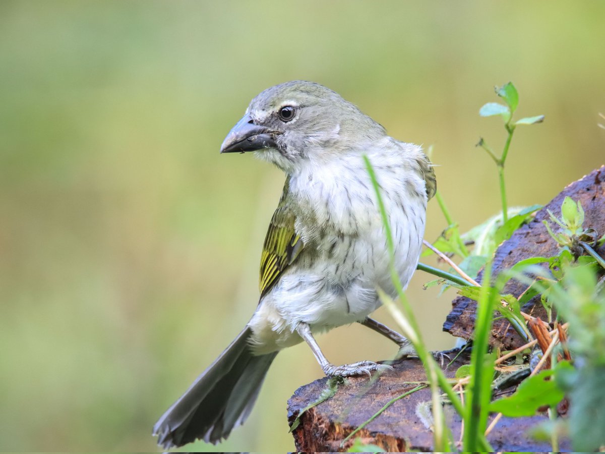 OmarJavierAves's tweet photo. El Pepitero listado "Saltator striatipectus" es una tangara de gran tamaño con un pico robusto que le sirve para alimentarse de frutas, insectos y semillas 
#BirdsSeenIn2024 #BirdsOfTwitter #AvesDeColombia #Birder https://t.co/sB8MLU5Tk8