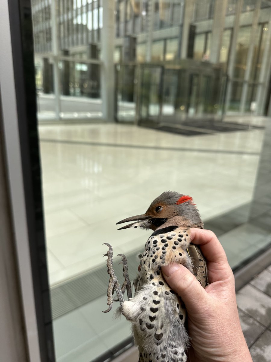 PegKeiner's tweet photo. ❤️‍🩹This Flicker survived a window strike, but many do not. We need your help! Learn how to care and transport for #birds who are victims of bird collisions.
April 18th-5:00 pm-7:00pm at GEMS World Academy Chicago 
Register here: https://t.co/Kp9tZIFsaT @WGNNews @BirdMonitors https://t.co/56ABkN7dbh