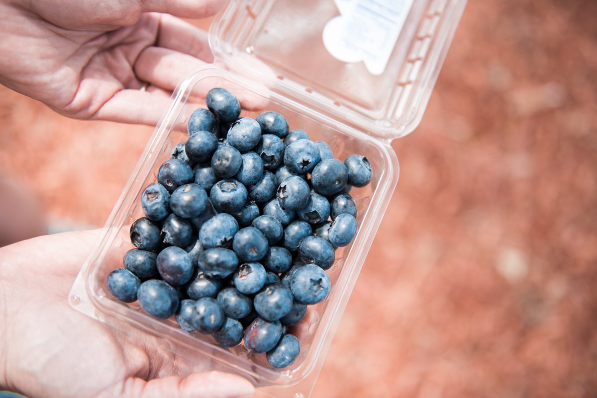 It's blueberry season and you can pick your own at Sunshine Blueberry Farm.  Open  9am-4pm Monday-Saturday while the blueberries are in season.  #VisitSebring #AgriTourism #LoveFL