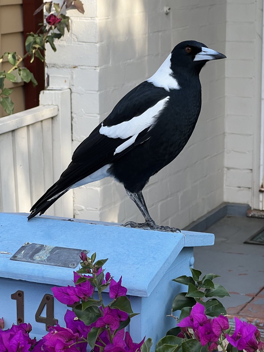 magpie waiting for mail delivery?