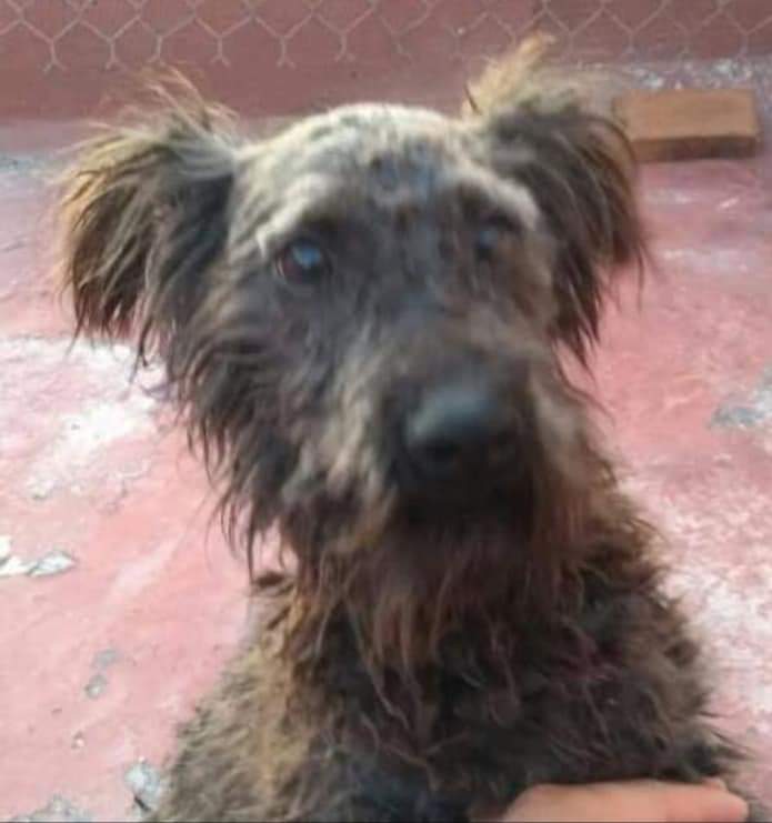 cuentaconmigo01's tweet photo. Hoy celebramos los 5 años de la adopción de #Chocolata 🥳🥳🥳🥳
GRACIAS POR ADOPTAR CON RESPONSABILIDAD 🐾
Gracias por darle la oportunidad de ser feliz y sentirse amada. ❤️
#ContamosContigo
#CuentaConmigo https://t.co/8fAgKsVMSD