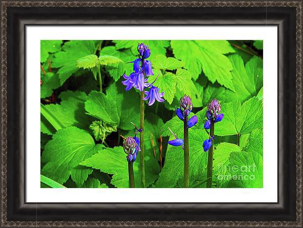 Blue Bell Flowers and Buds Framed Print #travelingtx #buyart #bluebell #flowers #photography #therosegarden #tyler #dmsfineart #dianamarysharpton #fineartamerica #fineart4sale #walldecor #prints4sale #Apparelwart Artist Deck: dianamary-sharpton.pixels.com/featured/blue-…