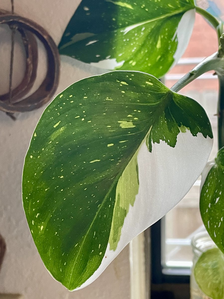Have you seen my white wizard philodendron?
