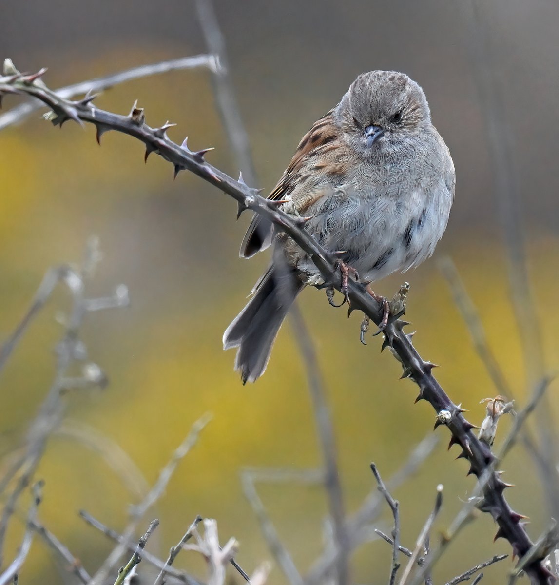 Dunnock on bramble. 😊
 Love these little birds! 😍
 Taken last week at Praa sands in Cornwall. 🐦
Good morning everyone.👋