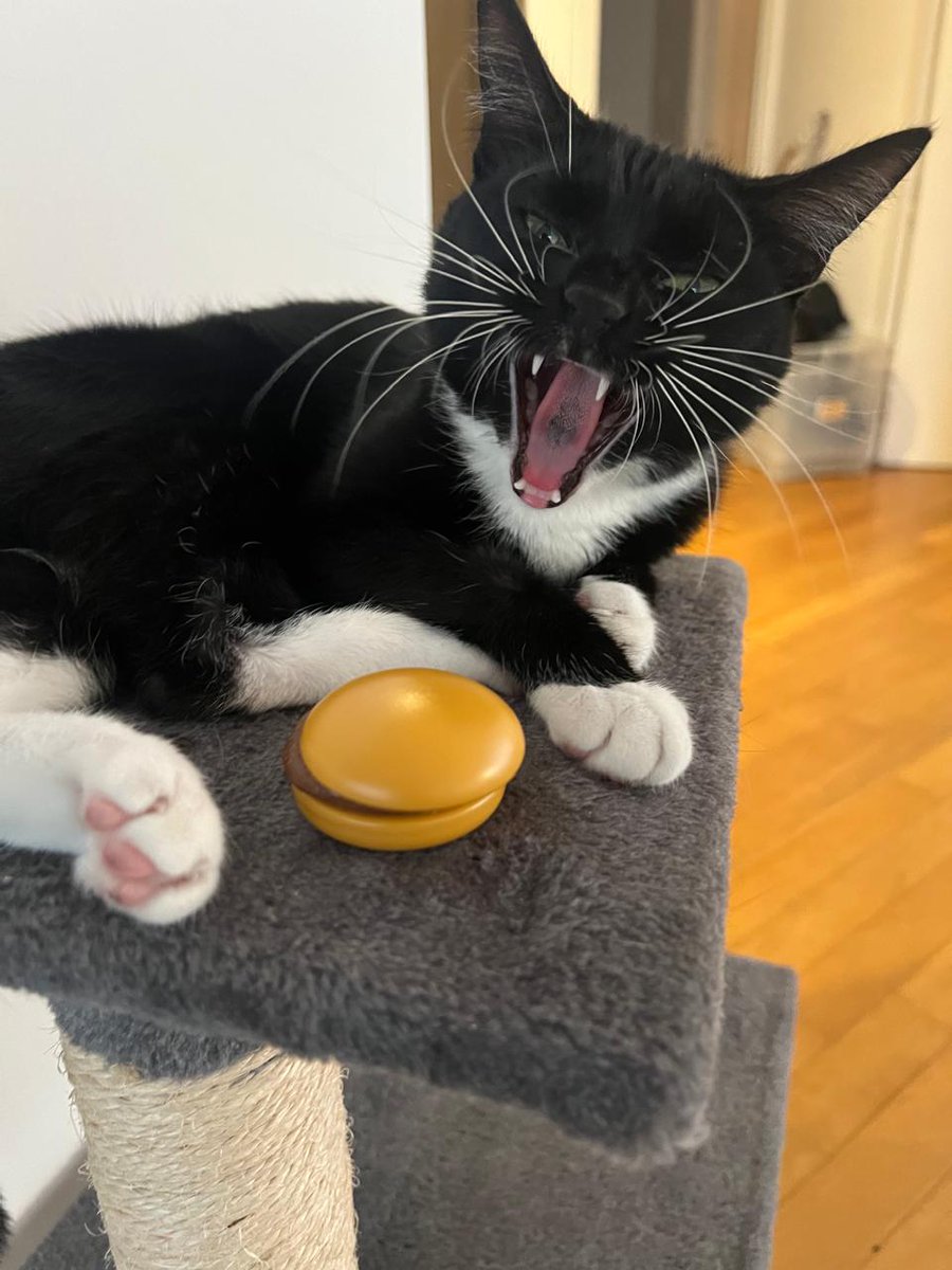 SpreenDMC's tweet image. anvorguesa