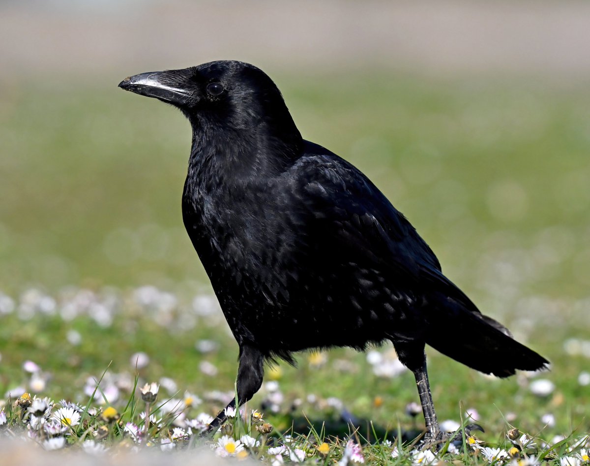 CarlBovisNature's tweet photo. Which member of the Corvid family is this bird?🤔

Carrion Crow? 🐦
Rook? 🐦
Raven? 🐦
Jackdaw? 🐦
Or Chough? 🐦 https://t.co/S9WiD91pM8