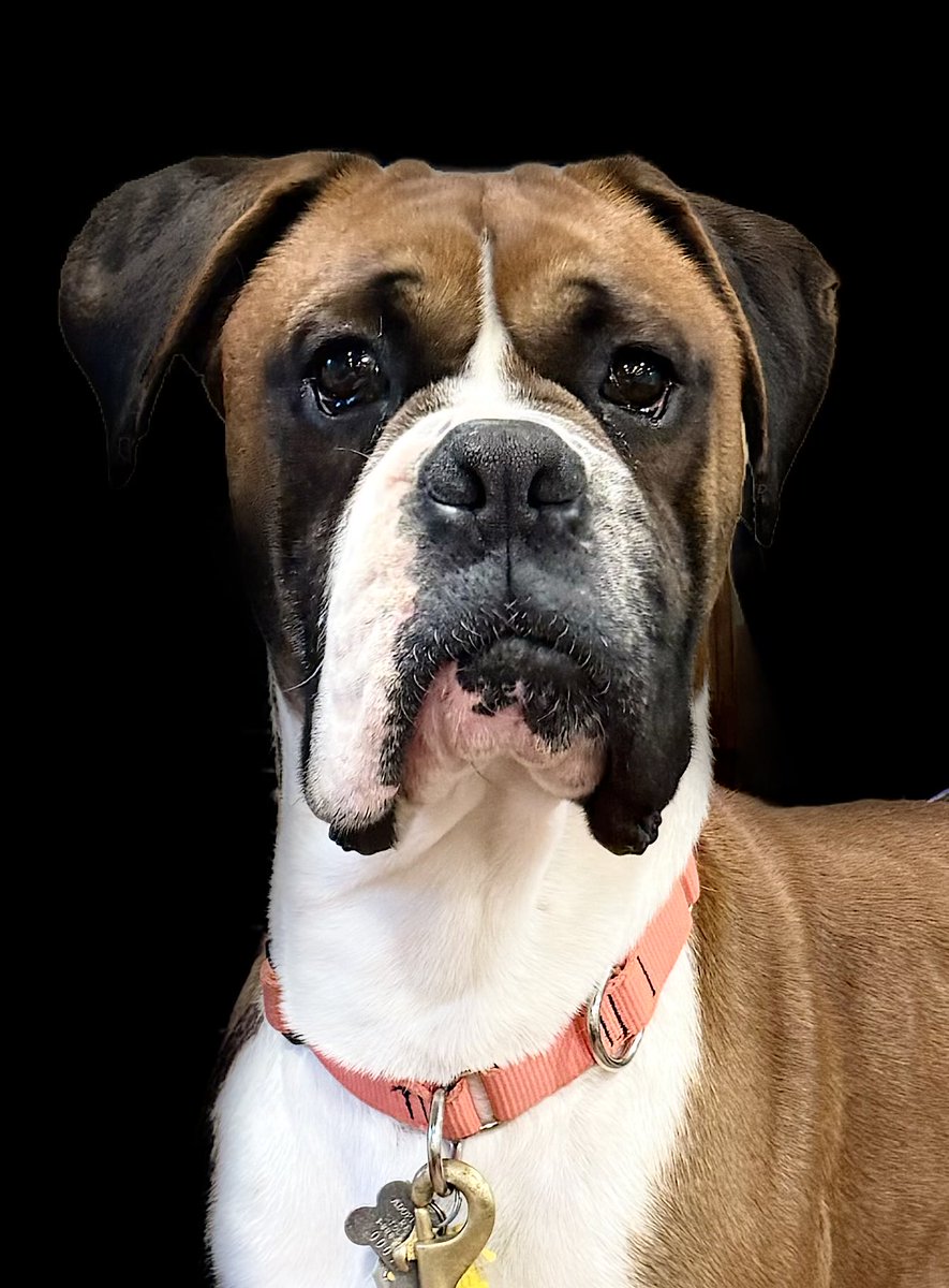 This handsome boy is getting adopted tomorrow. Duncan has no idea how lucky he is. He’s going to have an acre fenced in yard & a boxer x sister. A mill dogs dream. Thanks to his AABR donors he has everything he needs to succeed. #adopted #boxerdogs #rescuedog #saynotopuppymills