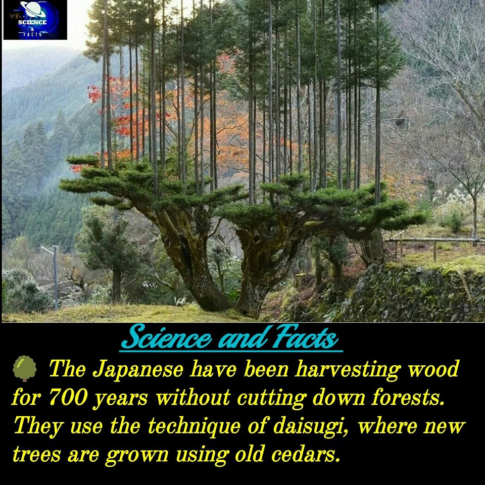 #science #facts #Japanese #harvesting #wood #forests #technique #daisugi #newtrees #cedars