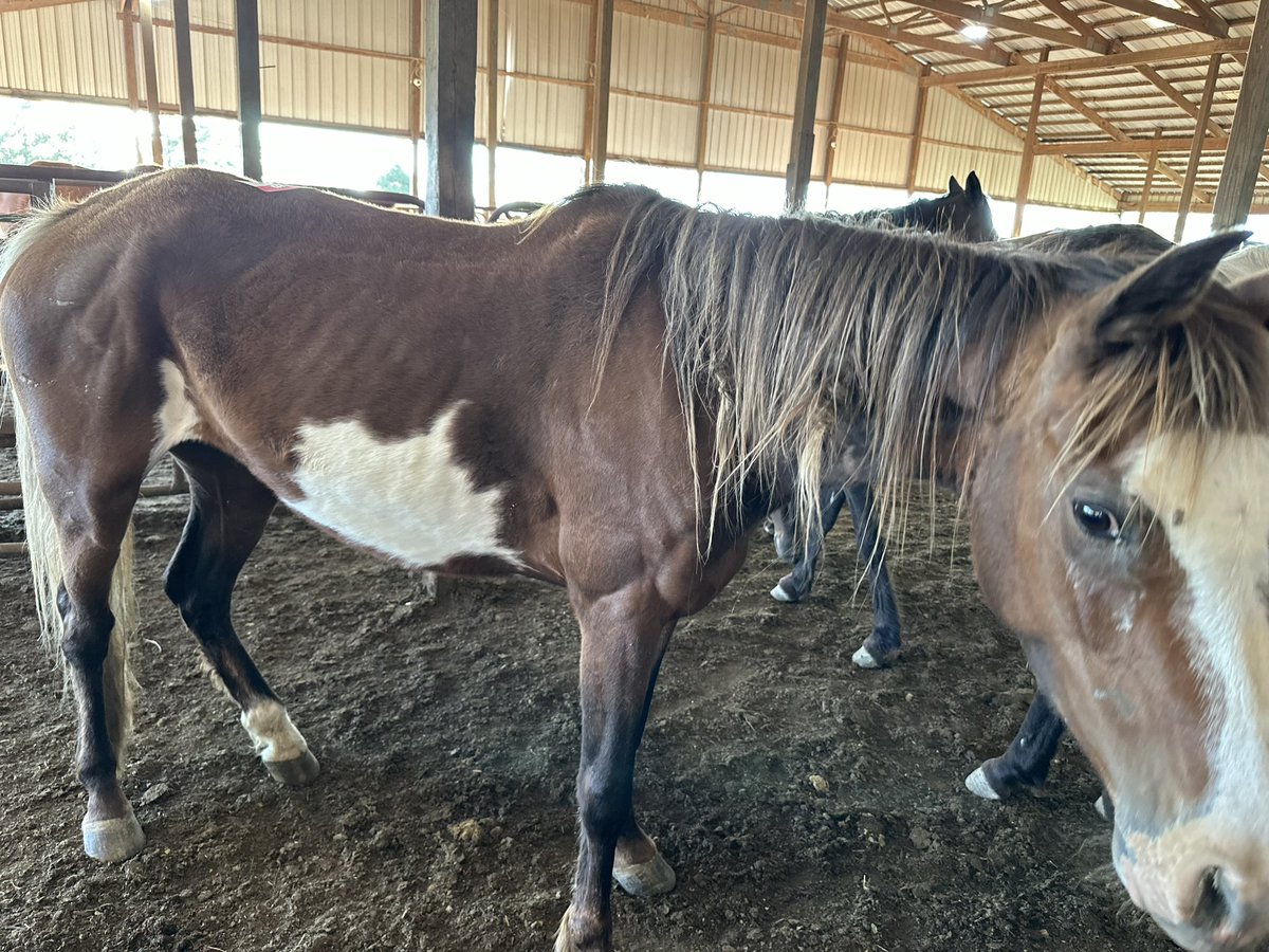 Okay guys we have one of our partners at auction tonight. We have raised a good amount but we are hoping to add a few more to the trailer. This sweet soul is one that is there PayPal paypal.com/donate/?hosted…