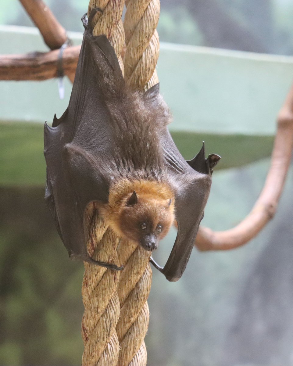 It's International #BatAppreciationDay and a great opportunity to recognize the important role that bats play in their ecosystems. In the wild, fruit bats (like Rodrigues fruit bats) are incredibly important pollinators. Without them, many plants couldn't grow! 🥭