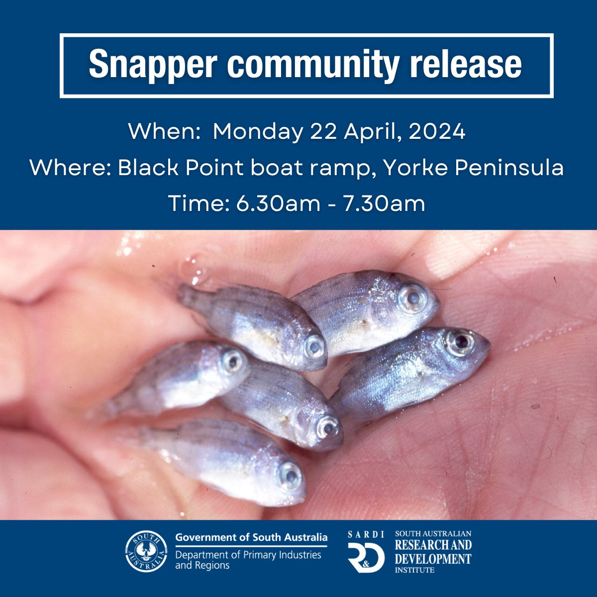 🐟 Will you join us? Witness thousands of juvenile Snapper (fingerlings) released at Black Point, Yorke Peninsula, at our community release on Monday 22 April. More info 👉ow.ly/37Wp50RiEC2 #SARDIResearch #SnapperRecovery