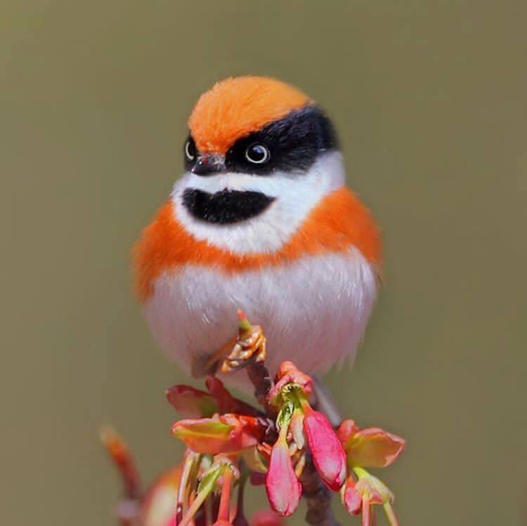 Black Throated Bushtit, Himalayas to S Vietnam.