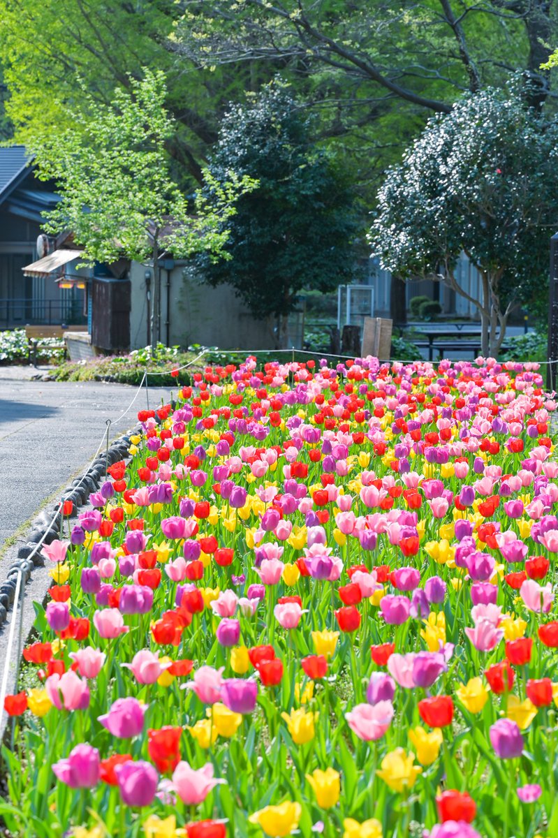 公園の花壇がとってもきれい🌷

#photography