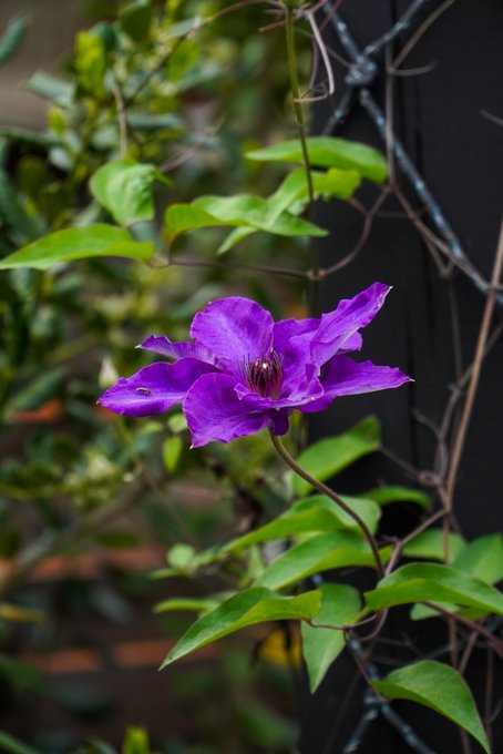 We interrupt the usual slutty behavior for the first clematis bloom of spring https://t.co/8YEJZzSDC