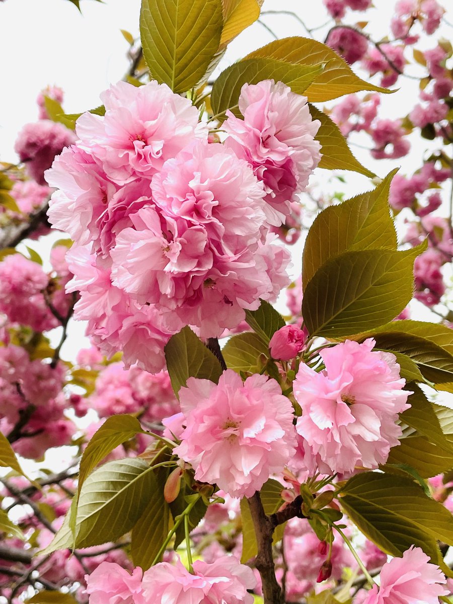 八重桜が満開できれい🌸

#花 #八重桜 #桜 #花好きな人と繋がりたい