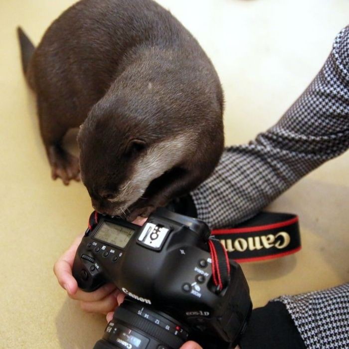 shotaro as otters 🦦 (@shotaroasotter) on Twitter photo 2024-04-17 23:52:31