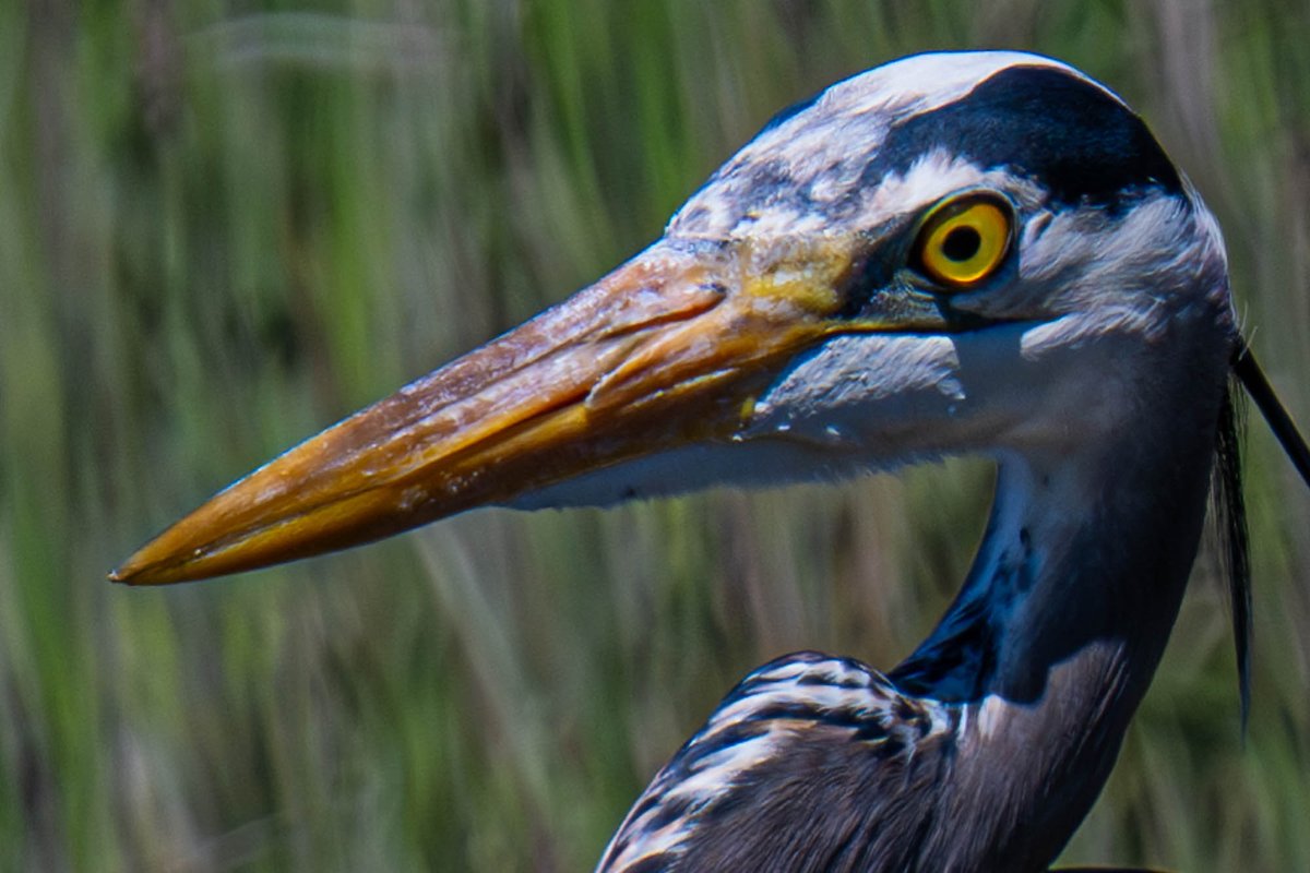I have photographed Heron's hundreds of times and I always find them distinctly different. #Beak #Delta #Heron
