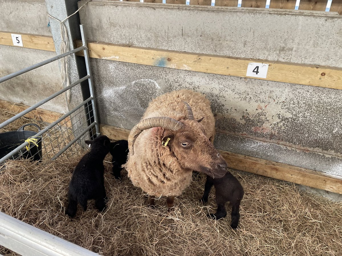 The triplets doing fantastical well, they are now out in the nursery pen and enjoying the space to run around #manxloaghtan #rarebreed #nativebreed #lambing #triplets #farming #isleofman