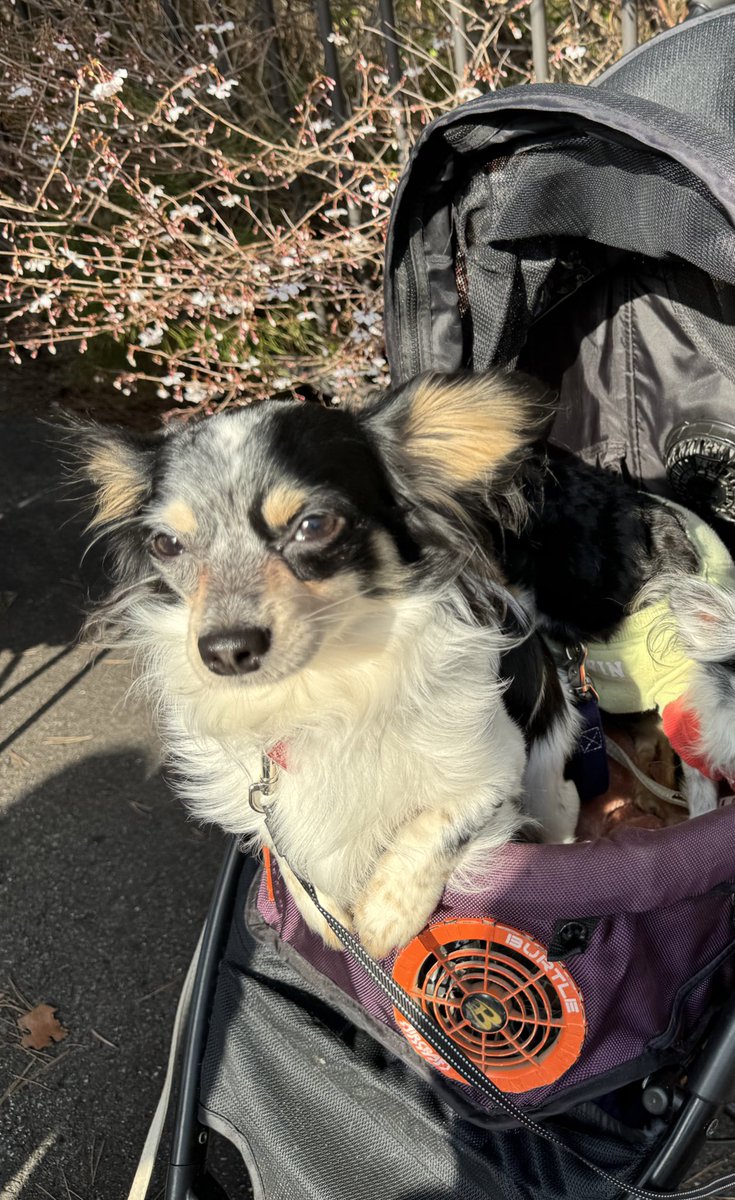 1230Sparkle's tweet photo. 私の可愛い可愛い愛犬🩵🩷💜 https://t.co/M86Bg7b7N7