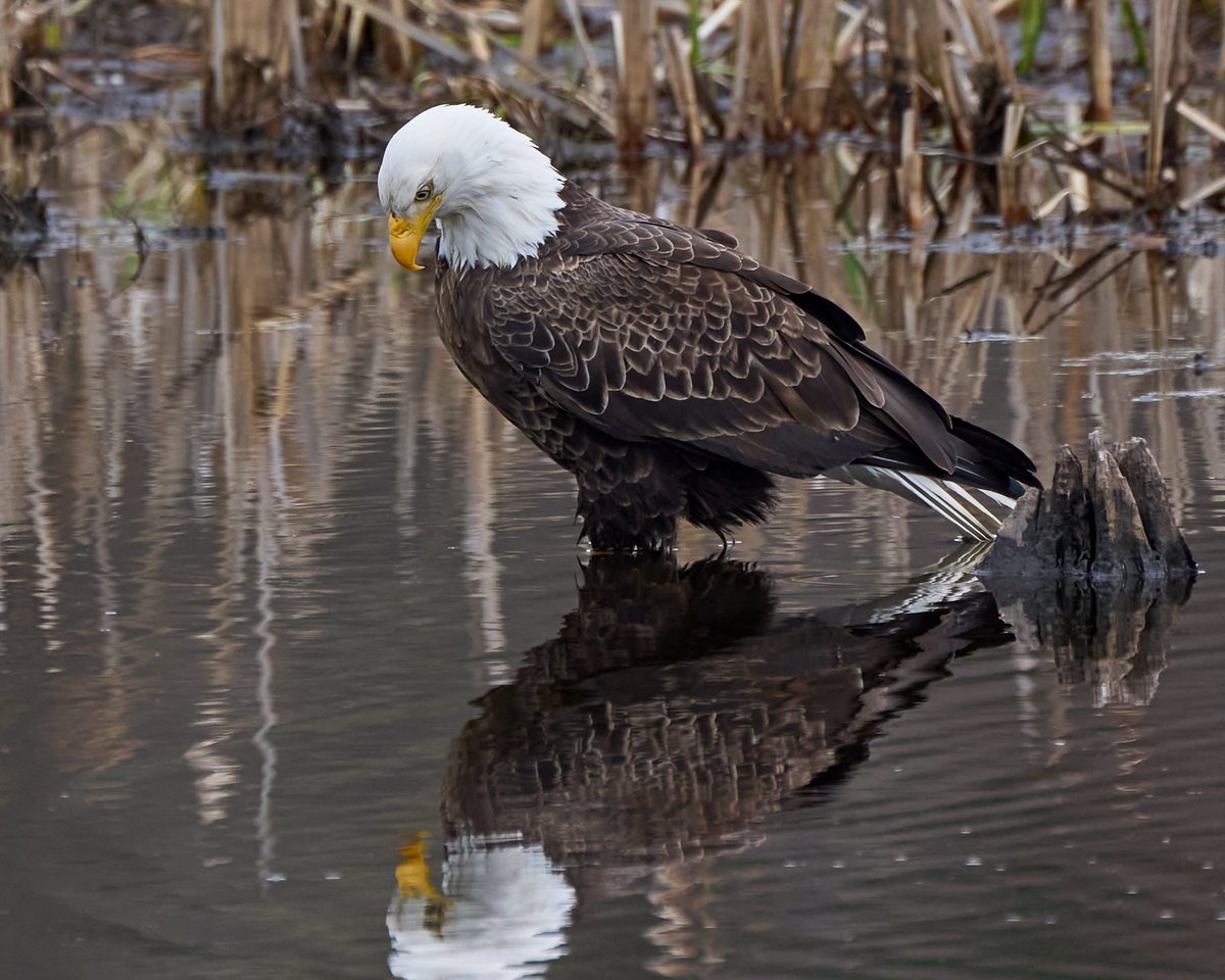 This bald eagle is not a vampire. #BirdsOfTwitter #birdphotography