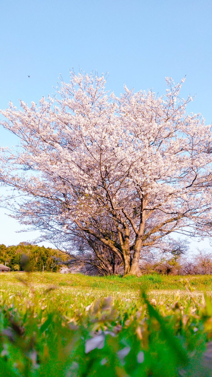 N_Design_2020's tweet photo. おはようございます♪
4月18日 もくようび
茨城県は曇り☁

そろそろGWですね...
何をしようかな？？
考えなくては...

本日もよろしくお願いいたします
m(_ _)m

#企業公式つぶやき部 
#企業公式相互フォロー
#企業公式春のフォロー祭り
#企業公式が毎朝地元の天気を言い合う https://t.co/sBe5zKUjOh