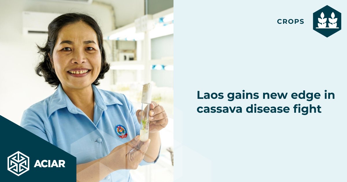 🍠 With @BiovIntCIAT_eng and #ACIAR-support, Laos is tackling cassava diseases, enhancing cassava production with disease-free cuttings, and building a strong Southeast Asia expert network for a resilient future. Read more bit.ly/49Cvcw1 @AusAmbLaos