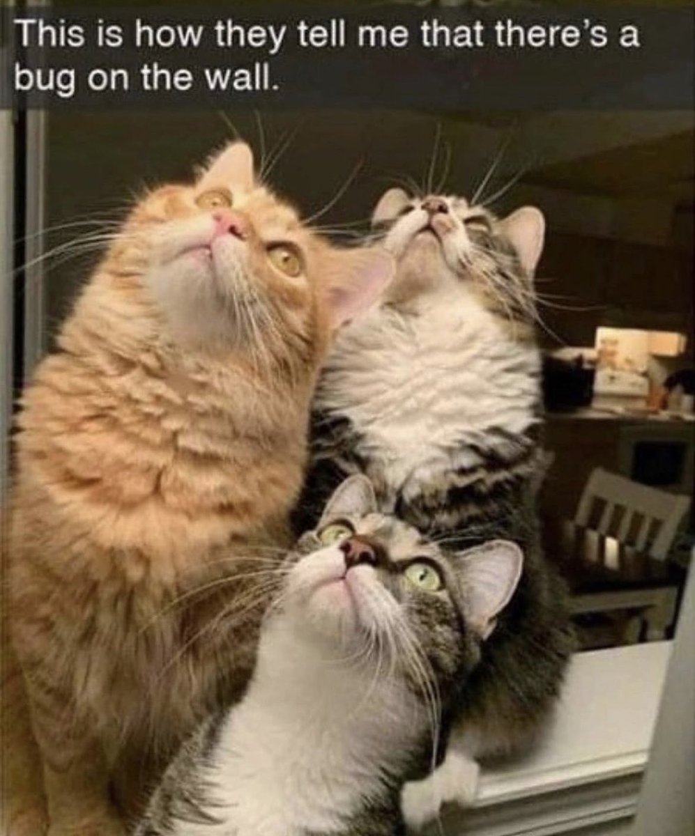 dcd728's tweet photo. One of #kitties #underrated #skills #bug #locator #lookmom https://t.co/dMJen9XU3t
