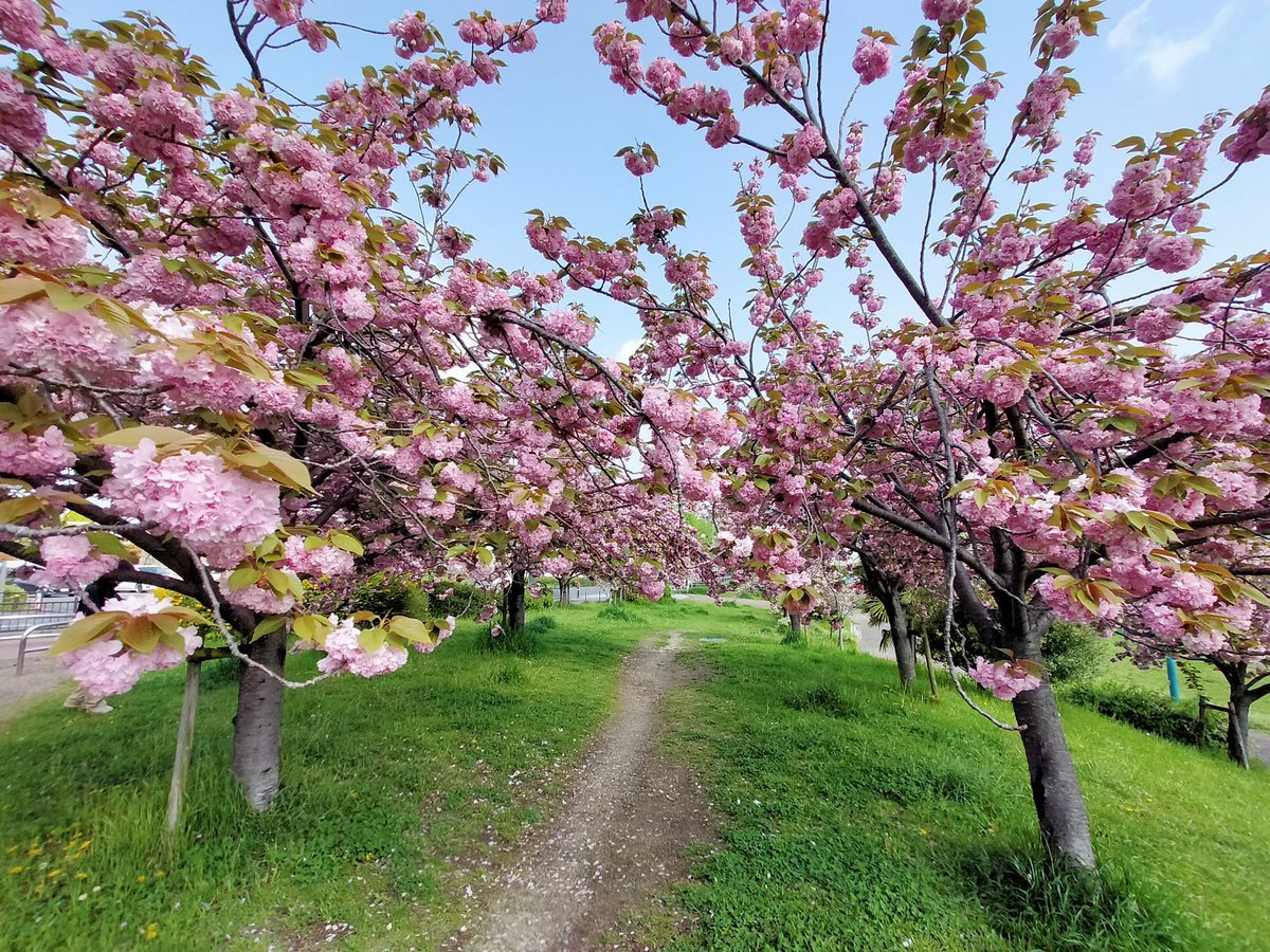 枚方市　車塚公園の八重桜　きれいに咲いていました。