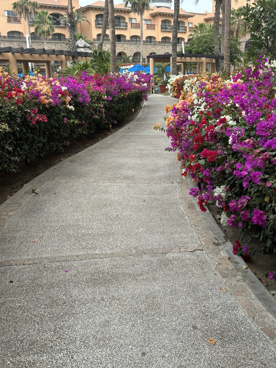 I wish I could grow these stunning gems in Victoria! The colours are spectacular! #LosCabos #gardening #jeleous