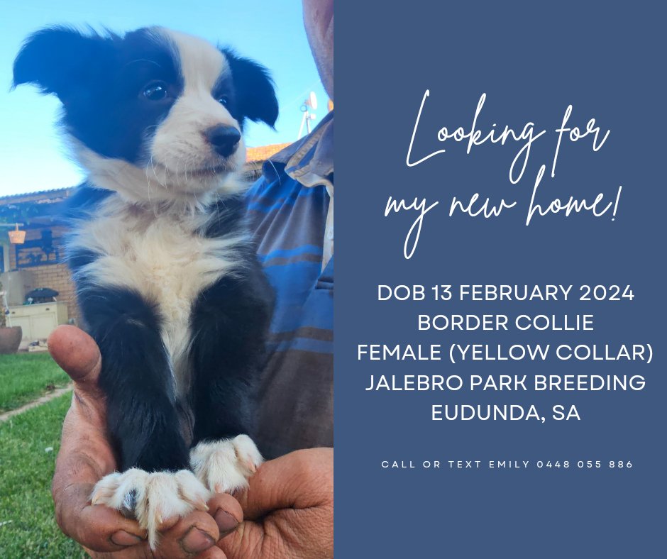 Dr Emily Buddle tweet media