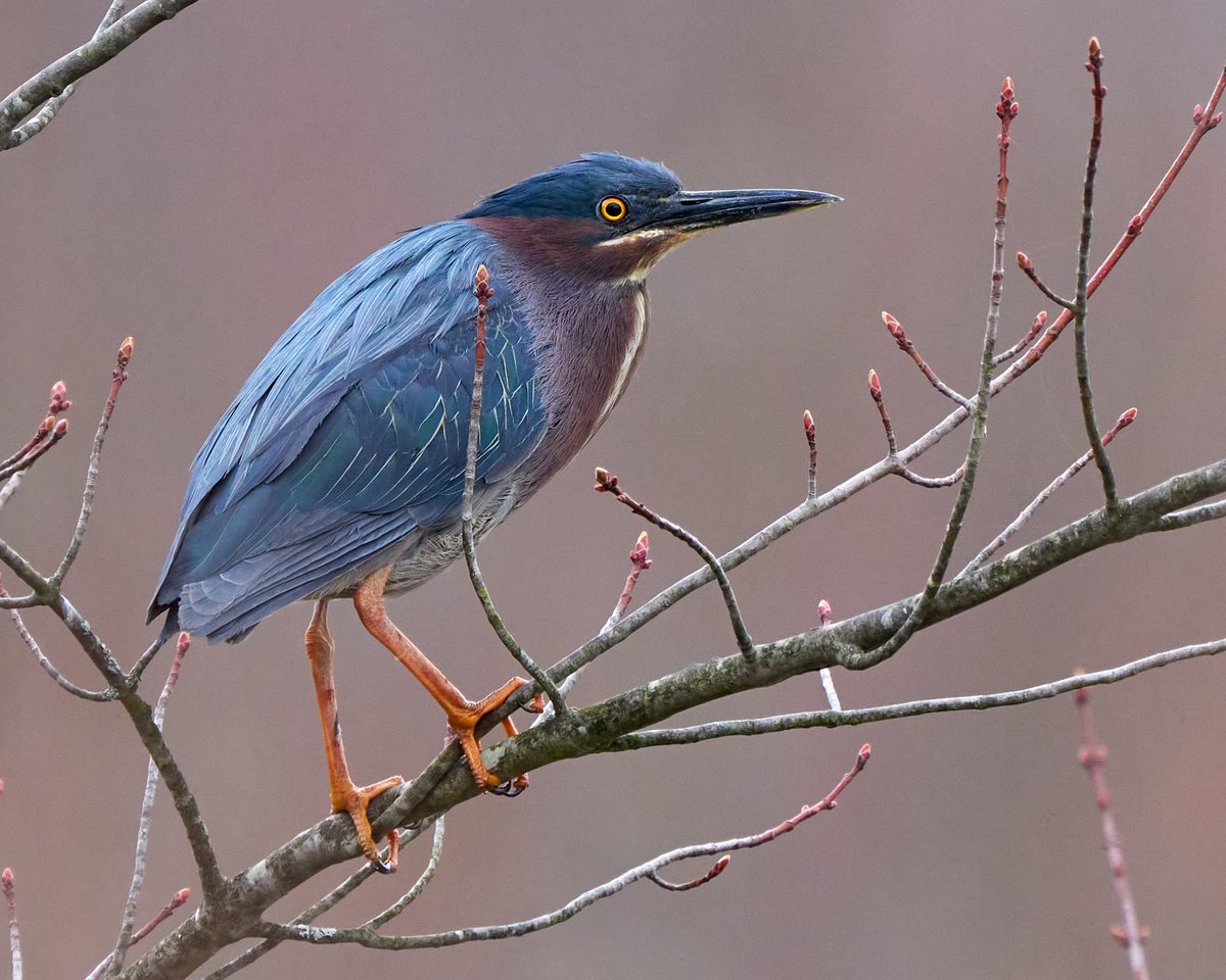 Green herons are back in the 518! #BirdsOfTwitter #birdphotography