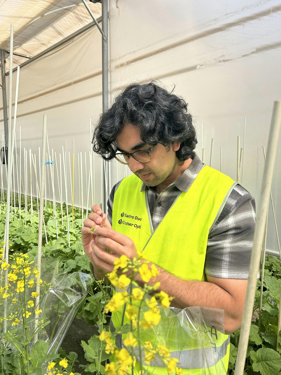 This week we hosted Muhammad Arslan Mahmood @duruk165, ANU PHD student working on “Engineering diverse susceptibility genes for durable resistance against blackleg disease in canola”, a joint project of @PacificSeeds, NSW DPI & ANU. #canolabreeding #pacificseeds #agresearch