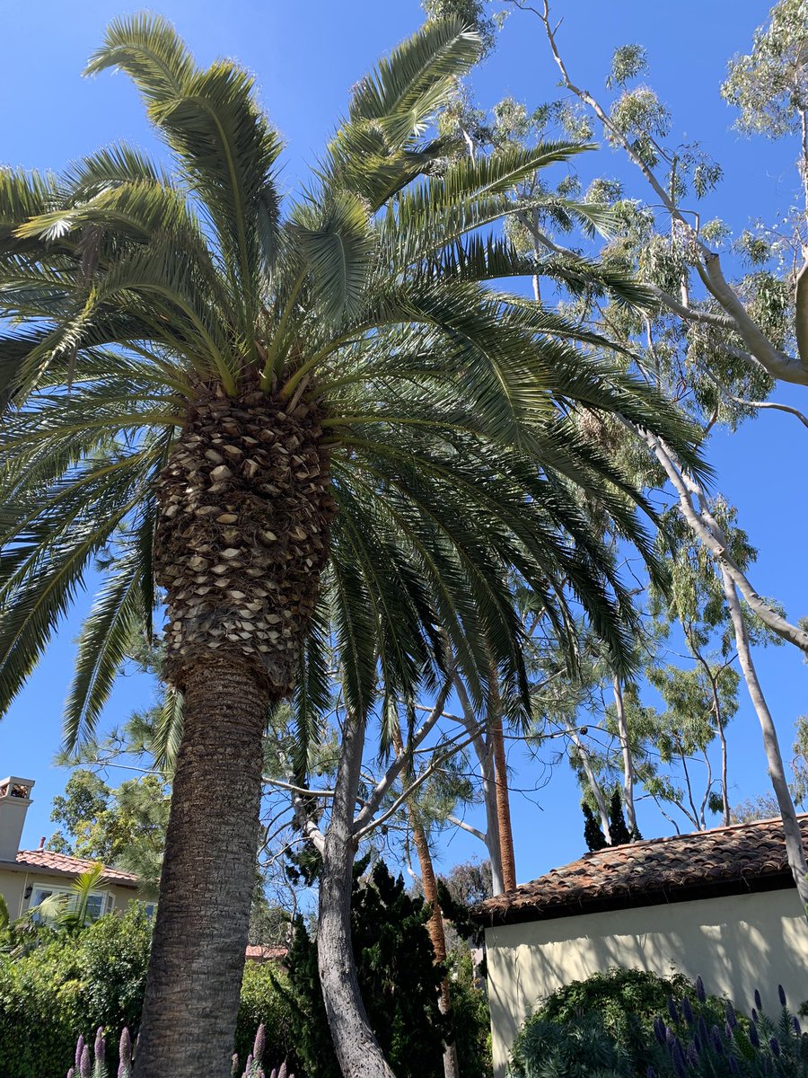 We are here at the Estancia La Jolla Hotel in California ready for our 2 day MPN MDS US focus meeting this Friday and Saturday! Still time to join us if you can, it will be a great couple of day in this beautiful location. 🔗 mpn-mds-us2024.md-education.com #mpn #mds #leukemia