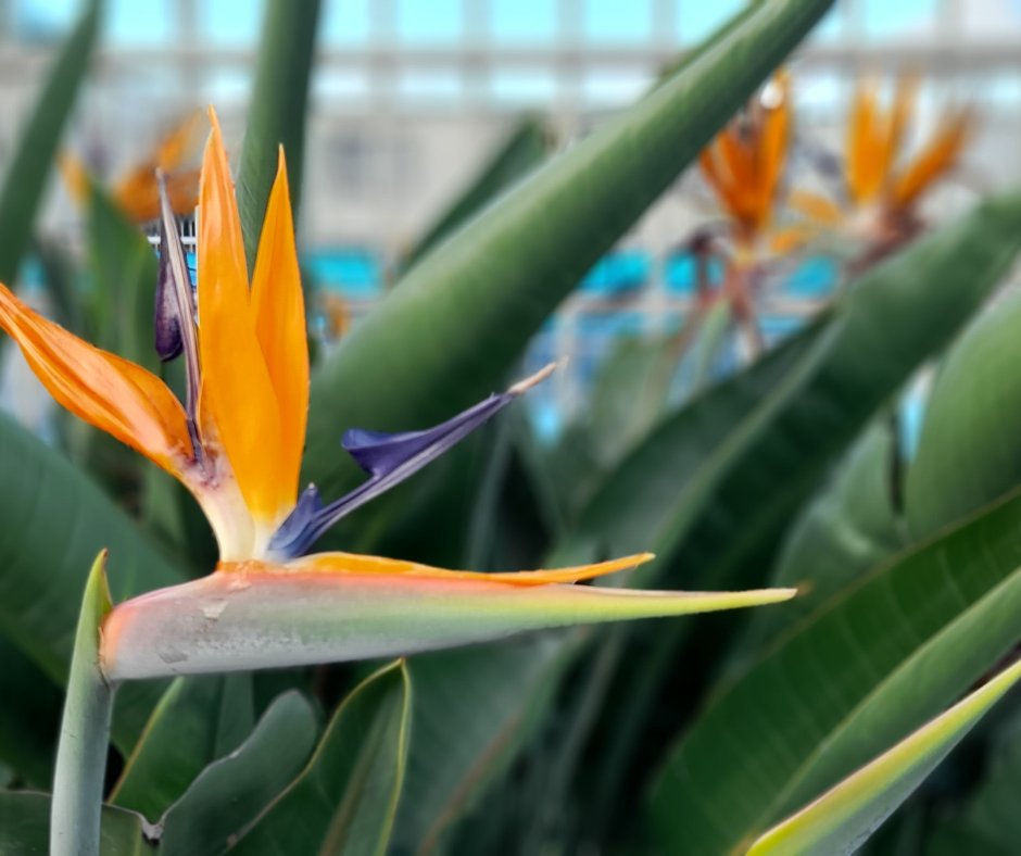 A candid photo of one of our favorite plants in the park. They add some lovely colour to our pool surrounds.
#clydeview #batemansbay #birdofparadise