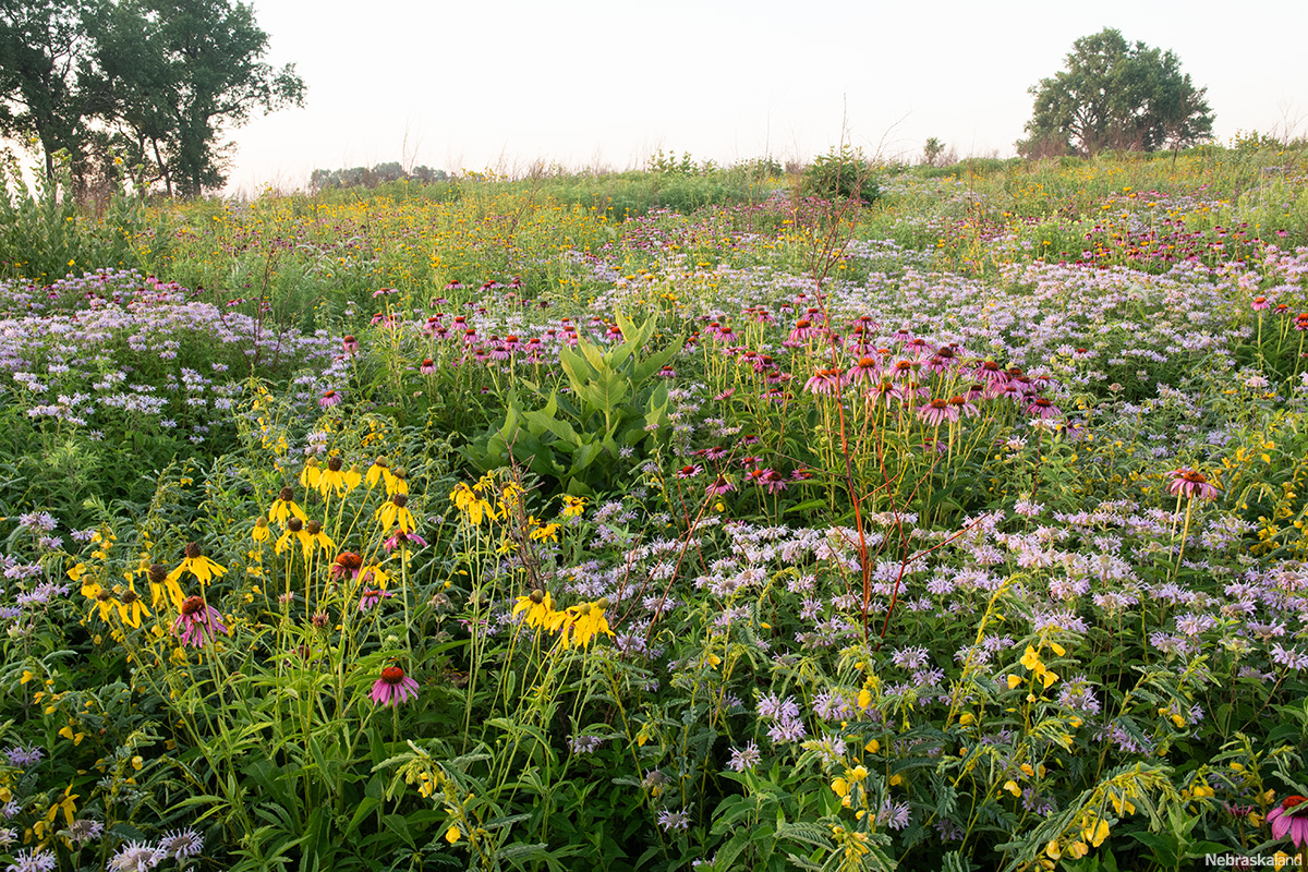 One way to help pollinators in Nebraska is to plant some native plants in your garden🌷🌼🌹 Check out this Nebraska Extension guide for pollinator planting in your own backyard: brnw.ch/21wIVjt 📷: Eric Fowler