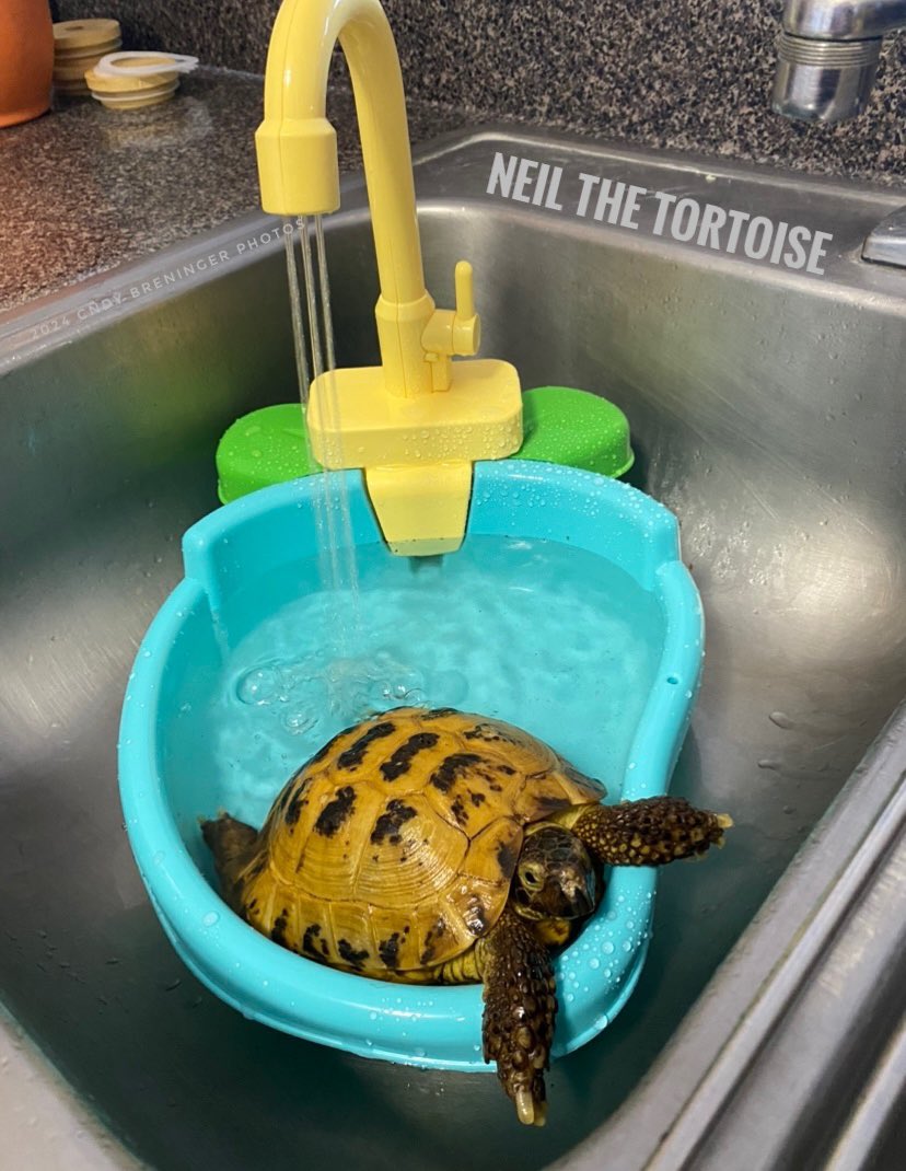 I about died from the cuteness!!! It even has a water jet! A great place to relax and unwind after a long day of sleeping, eating, sleeping some more, eating some more….@NeilTheTortoise #neilthetortoise @neiltyson @ActuallyNPH #Tortoise #Turtle