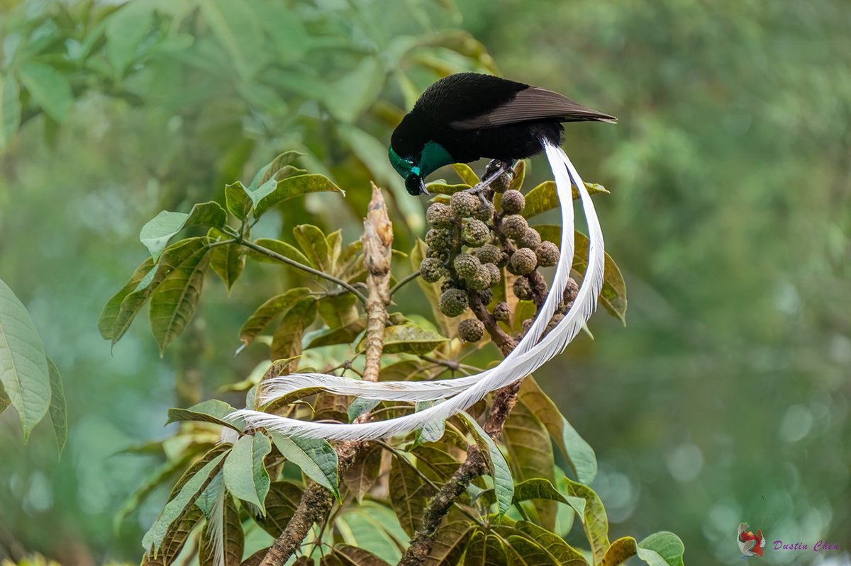 The beautiful Ribbon-tailed Astrapia bird of paradise... Who would not be impressed by these tails, fully grown and extra long during courtship season. For more on birdwatching in Papua New Guinea, click: bit.ly/png-birdwatchi… 📍: Kumul Lodge, Mt Hagen 📸: dustinchen0728 [iG
