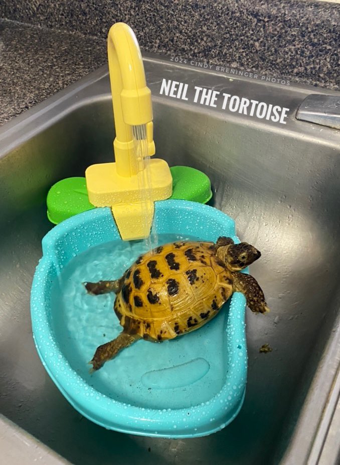 I about died from the cuteness!!! It even has a water jet! A great place to relax and unwind after a long day of sleeping, eating, sleeping some more, eating some more….@NeilTheTortoise #neilthetortoise @neiltyson @ActuallyNPH #tortoise #turtle