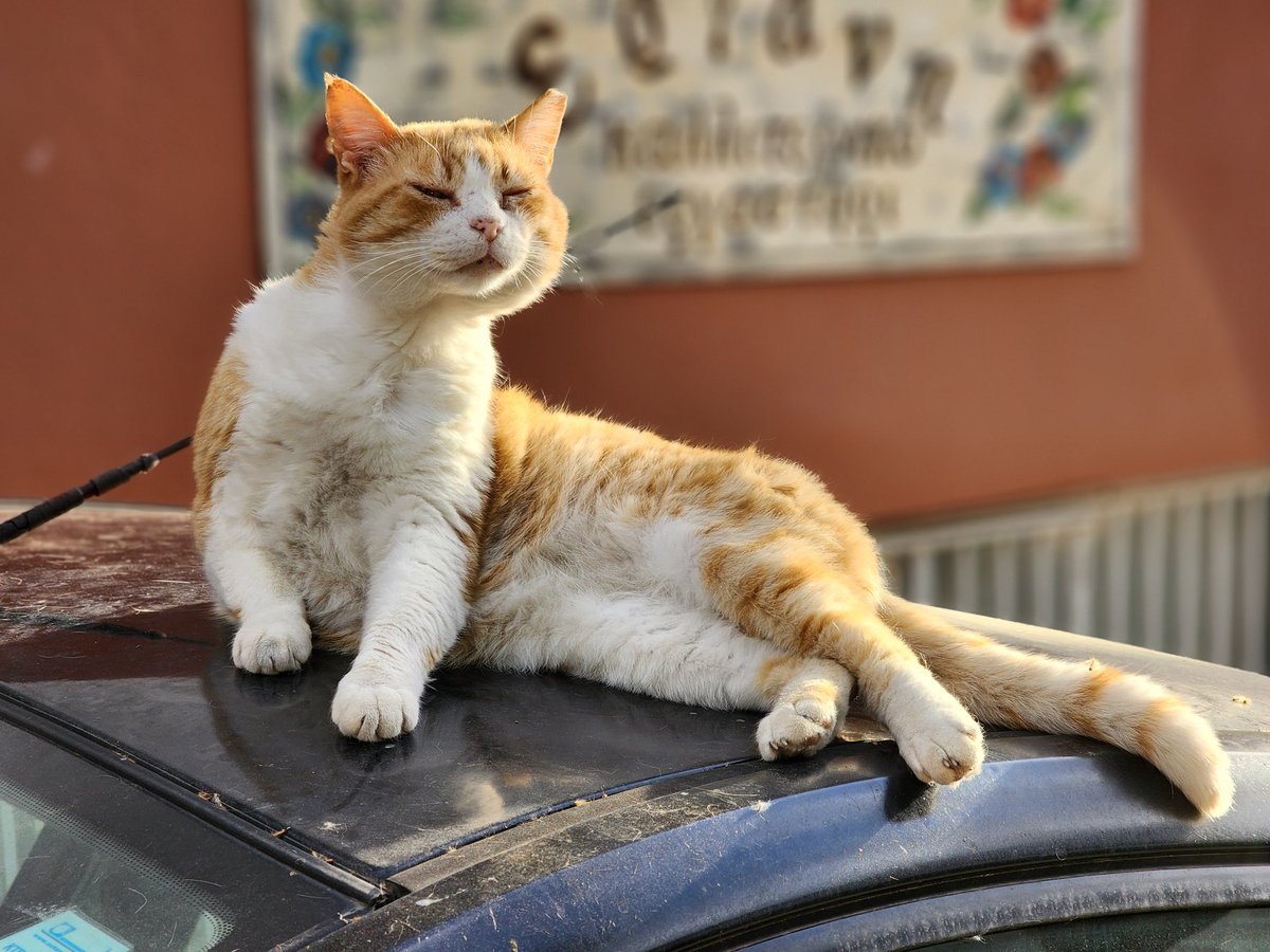 'Draw me like one of your French girls'
.
.
#cats #homelesscats #straycats #lovelycats #streetcats #hungrycats #catslivingonthestreet #cutecats #猫 #고양이 #ねこ #kedi #gato #котики #ネコ #gatto #Katze #قطة #बिल्ली #γάτα
