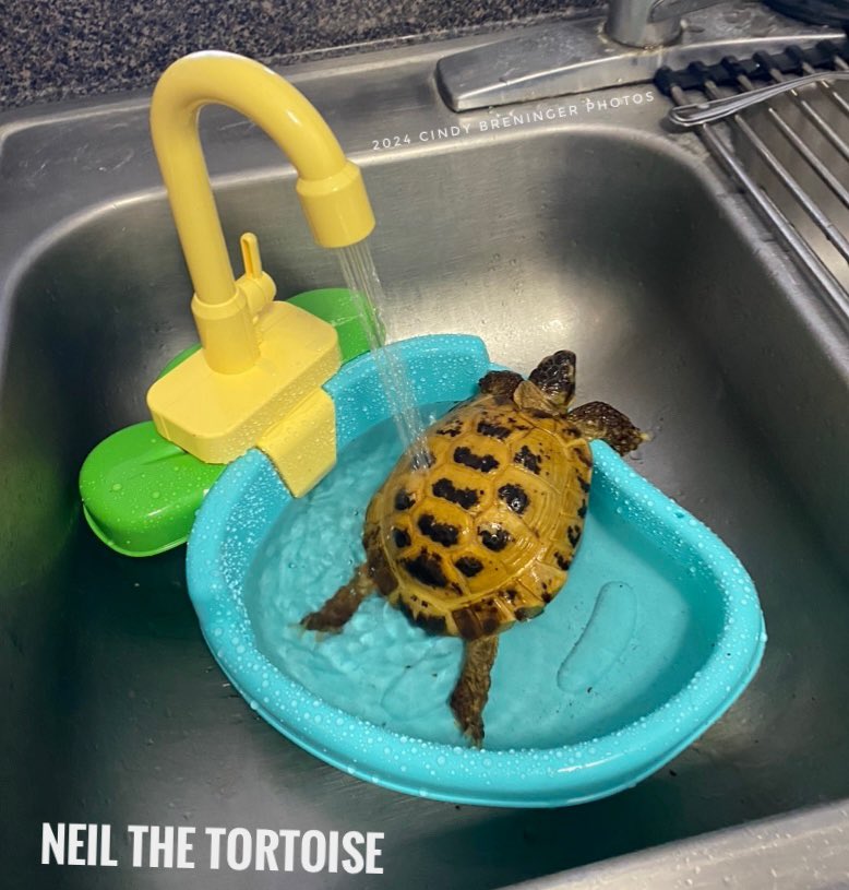 I about died from the cuteness!!! It even has a water jet! A great place to relax and unwind after a long day of sleeping, eating, sleeping some more, eating some more….@NeilTheTortoise #neilthetortoise @neiltyson @ActuallyNPH #turtle #tortoise