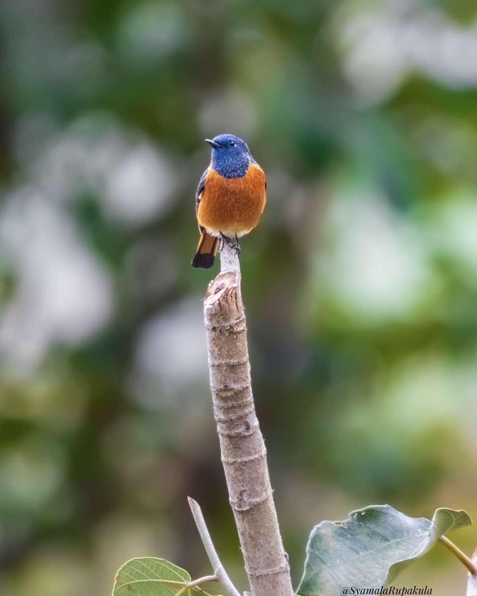 #indiaves #ThePhotoHour #BirdsOfTwitter #TwitterNatureCommunity #wildplanet #wildlife #BBCWildlifePOTD  #BirdsSeenIn2024 #NatureIn_Focus #birdtwitter #birds #natgeoindia Blue-fronted Redstart