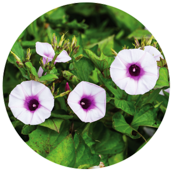 gabychavezd1's tweet photo. The sweetpotato flower #Ipomoea Genebank at the International Potato Center #CIP maintains in vitro 5000 accessions of these important crop #Convolvulaceae wild species #Biodiversity #Lima #Agriculture #Perú https://t.co/EPoSfsHVNW