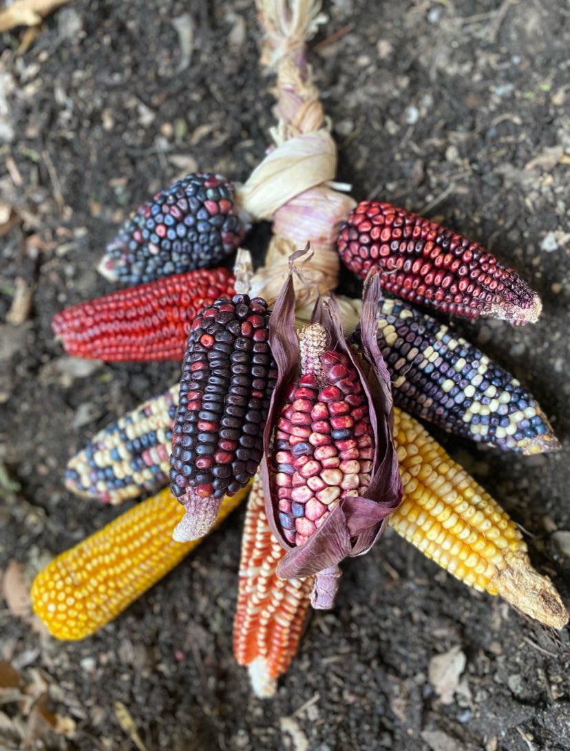 _SemillasdeVida's tweet photo. Cada planta y mazorca de una semilla nativa es única; esto es biodiversidad.
#MaízNativo 🌽😱🇲🇽 https://t.co/K1xz4vBYQU