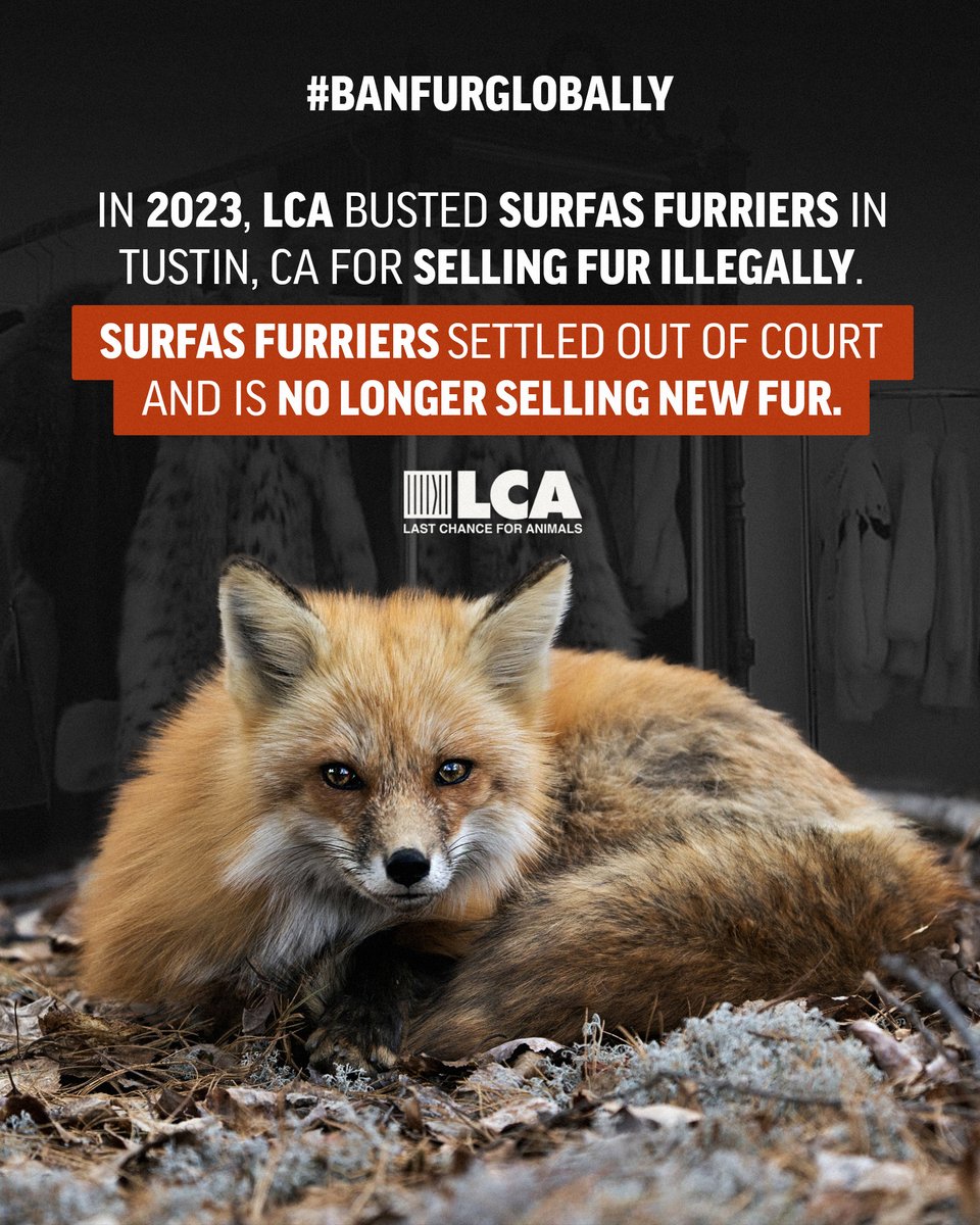 In 2023, LCA busted Surfas Furriers in Tustin, California for selling fur illegally. Surfas settled out of court and is no longer selling new fur. #BanFurGlobally #AnimalCrueltyAwarenessWeek #AnimalCrueltyPreventionMonth