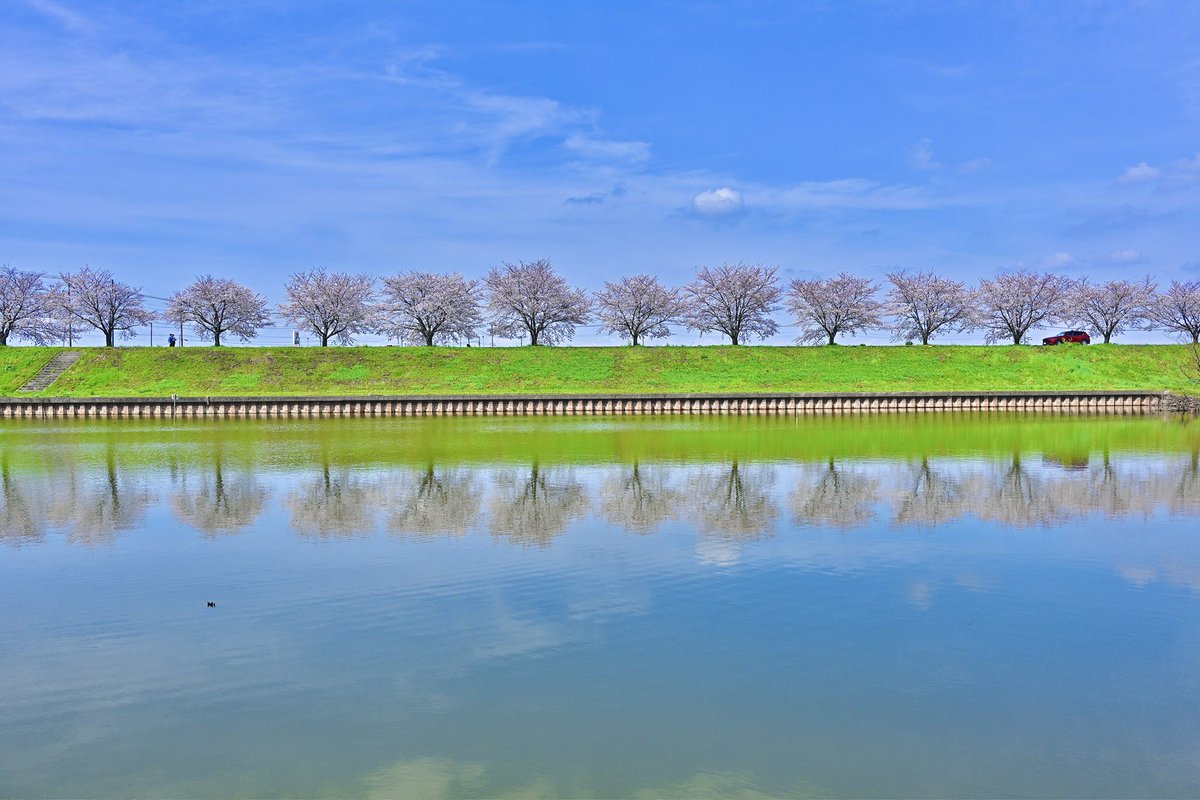 🌸 Cherry Blossoms Reflection🌸

pic 2024/4/7

#ミラーレス 
#Nikon_z8
#Nikon_zfc 
#ニコン 
#nikoncreators 
#snapbridge 
#カメラ好きな人と繋がりたい 
#カメラ越しの私の世界