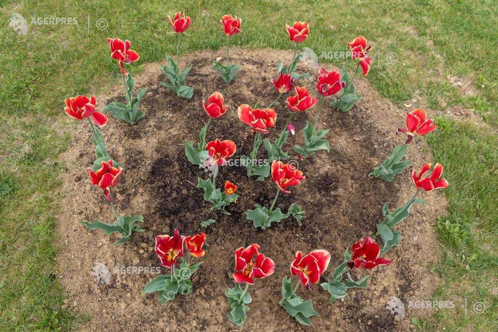 Travel_2Romania's tweet photo. #ReportajAGERPRES Dâmboviţa: ''Doamna Maria Brâncoveanu'', unica lalea olandeză cu nume românesc, a înflorit la Palatul de la #Potlogi 🇷🇴🇳🇱🌷🌷🌷🇳🇱🇷🇴 https://t.co/vVP1SLnB4k
#TraveltoRomânia https://t.co/laIYEftm5D